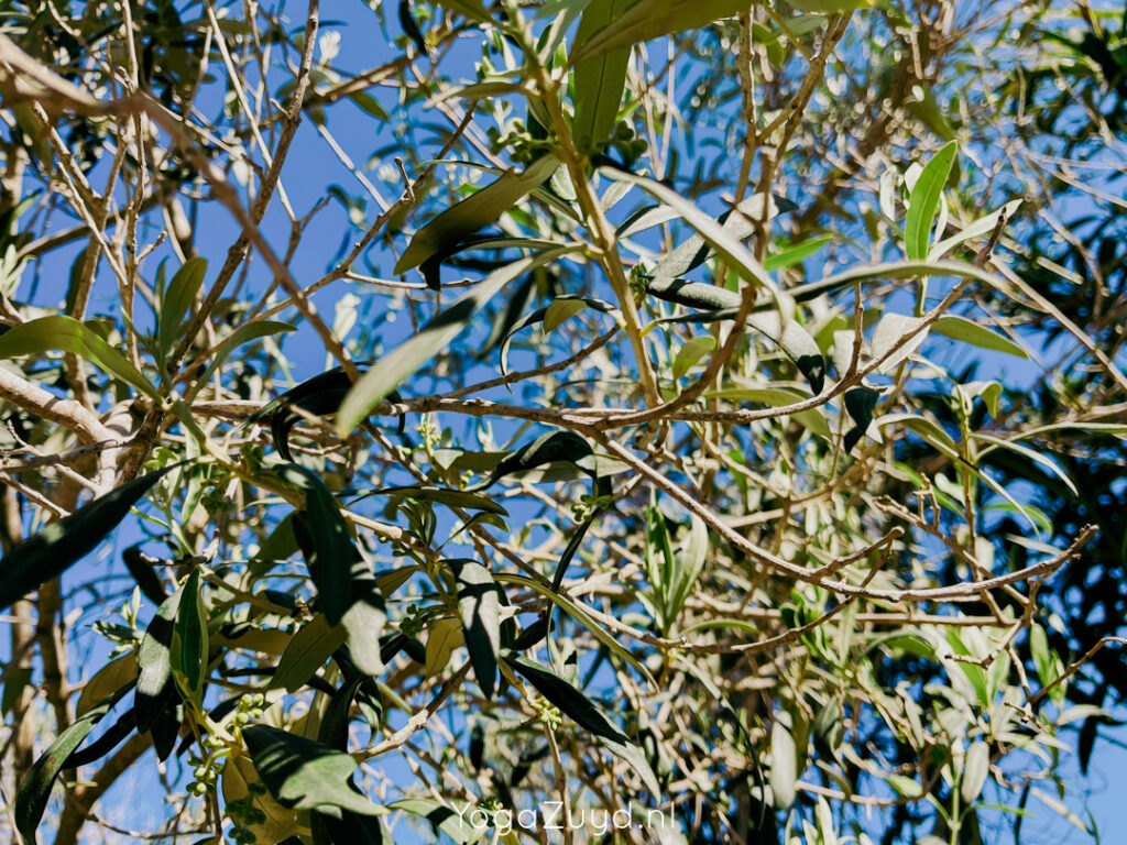 Yoga Zuyd - Yogareis Ibiza