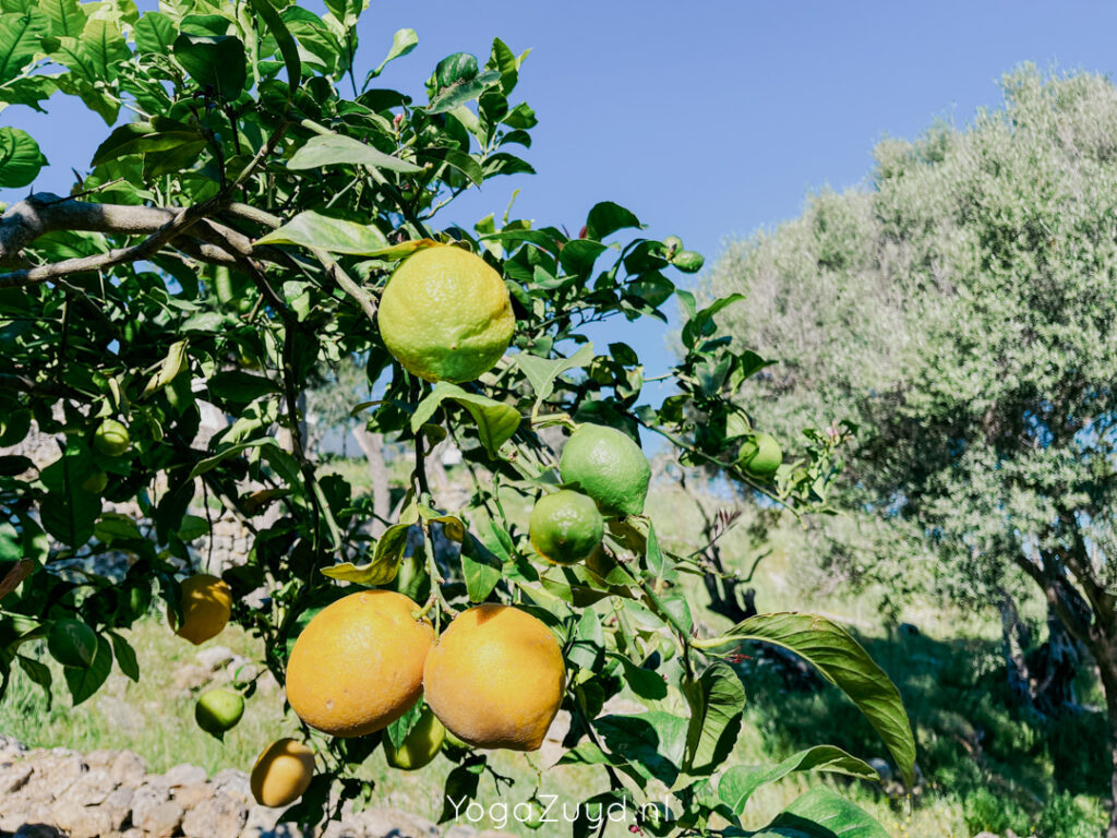 Yoga Zuyd - Yogareis Ibiza
