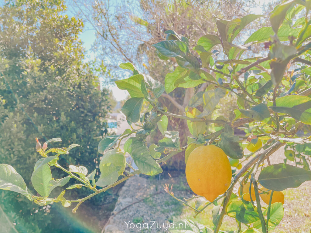 Yoga Zuyd - Yogareis Ibiza